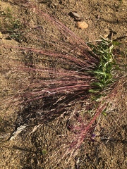 Muhlenbergia microsperma