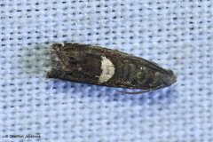 Olethreutinae