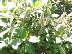 Salix lanata