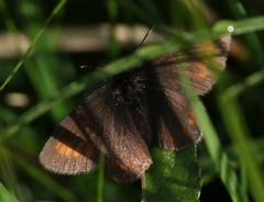 Erebia pharte