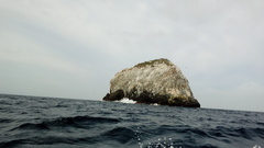 Stenocereus standleyi