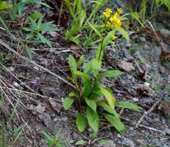Solidago cuprea
