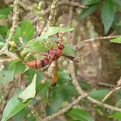 Antodynerus limbatus