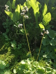Micranthes nelsoniana aestivalis