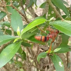 Antodynerus limbatus
