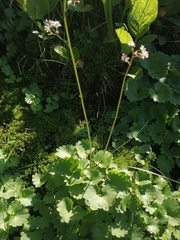 Micranthes nelsoniana aestivalis