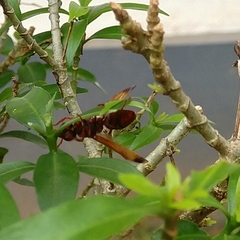 Antodynerus limbatus