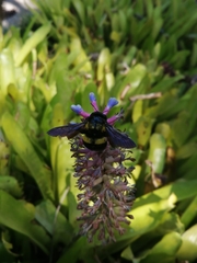Xylocopa caffra