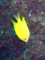 Amblyglyphidodon aureus