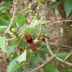 Antodynerus limbatus