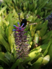 Xylocopa caffra