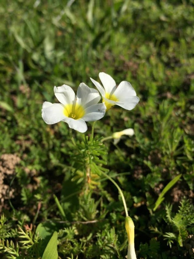 Oxalis viscosa E.Mey. ex Sond. 2