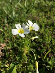 Oxalis viscosa