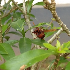 Antodynerus limbatus