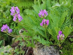 Oxytropis altaica