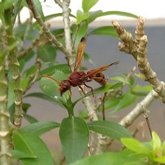 Antodynerus limbatus