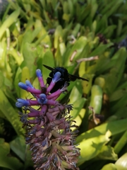 Xylocopa caffra
