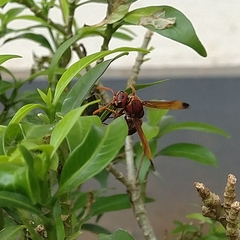 Antodynerus limbatus