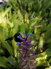 Xylocopa caffra