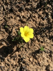 Moraea galaxia