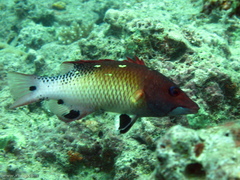 Bodianus dictynna