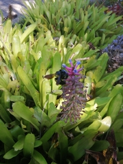 Xylocopa caffra