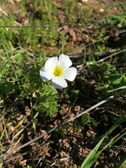 Oxalis viscosa