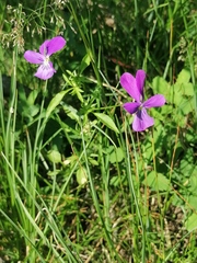 Viola disjuncta