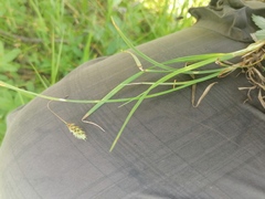 Carex limosa