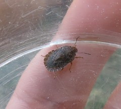 Sciocoris homalonotus