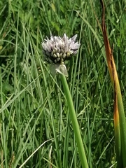 Allium ledebourianum