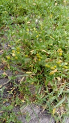 Matricaria discoidea