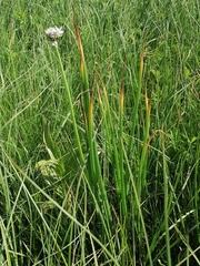 Allium ledebourianum