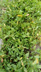 Polygonum aviculare