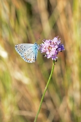 Polyommatus thersites