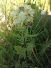 Pedicularis compacta