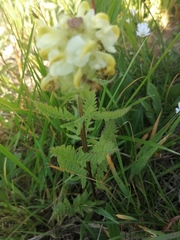 Pedicularis compacta