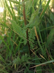 Pedicularis compacta
