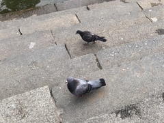 Columba livia domestica