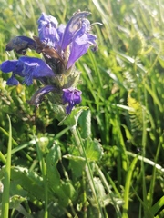 Dracocephalum grandiflorum
