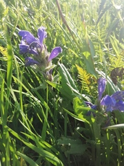 Dracocephalum grandiflorum