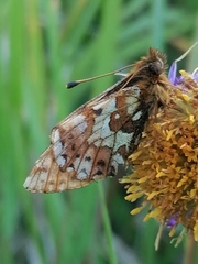Boloria altaica