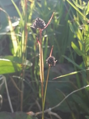 Luzula multiflora sibirica