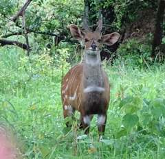 Tragelaphus scriptus