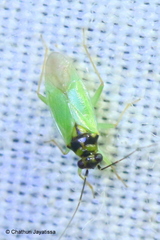 Cyrtorhinus lividipennis