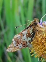 Boloria altaica