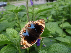 Junonia orithya wallacei