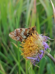 Boloria altaica