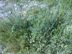 Lobostemon echioides