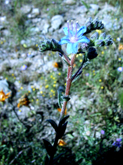 Lobostemon echioides